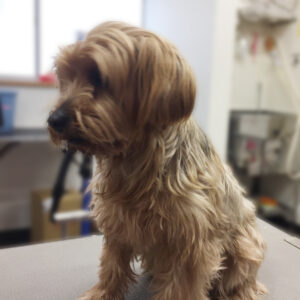 よろしくミックス