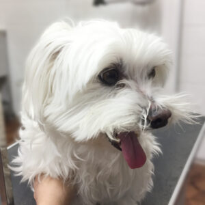 よろしくマルチーズ