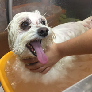 お風呂マルチーズ
