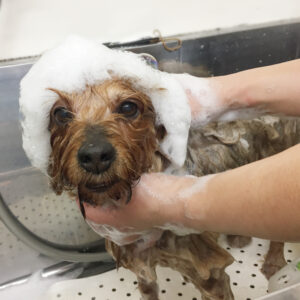 シャンプーミックス