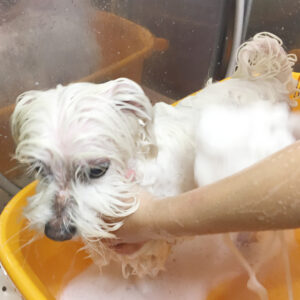 シャンプーマルチーズ