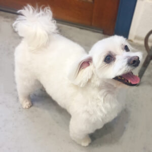 仕上がりマルチーズ