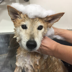 シャンプーミックス