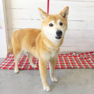 仕上がりミックス