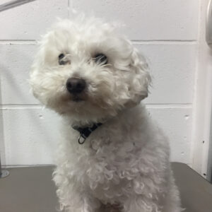 よろしくトイプー