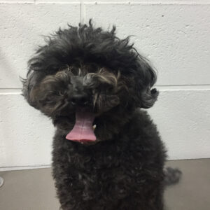 よろしくトイプー