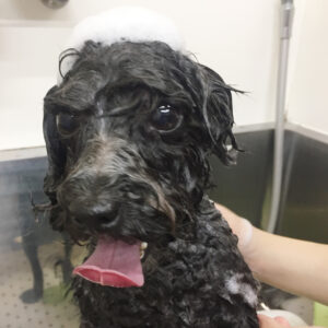 シャンプートイプー