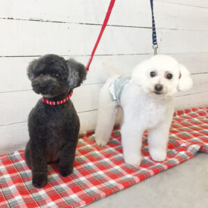 仕上がりトイプー