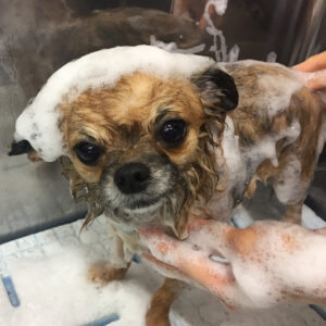 シャンプーチワワ