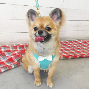 仕上がりチワワ