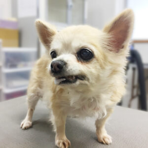 よろしくチワワ