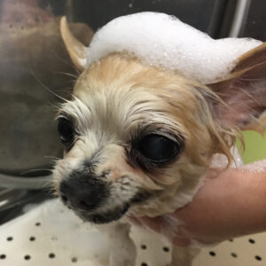 シャンプーチワワ