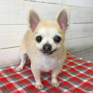 仕上がりチワワ