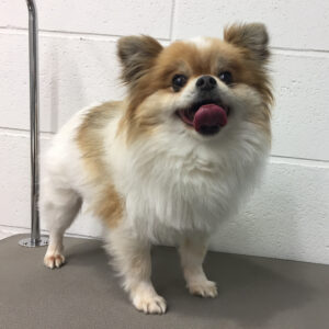 よろしくミックス