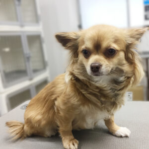 よろしくチワワ