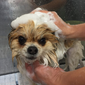 シャンプーミックス