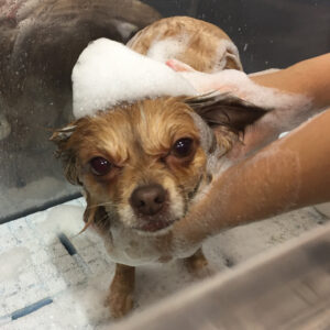 シャンプーチワワ