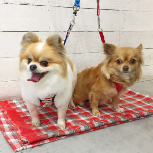 仕上がりミックス&チワワ