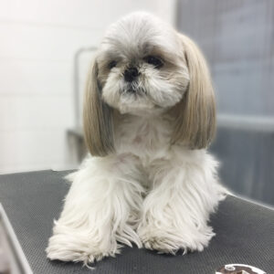 よろしくシーズー