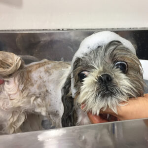 シャンプーシーズー