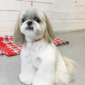 仕上がりシーズー