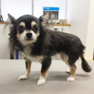 よろしくチワワ