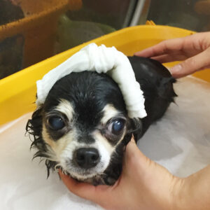 お風呂チワワ