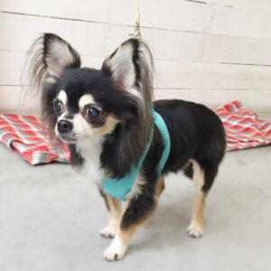 仕上がりチワワ