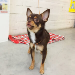 仕上がりチワワ