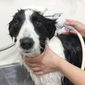 シャンプーコーギー