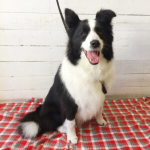 仕上がりコーギー