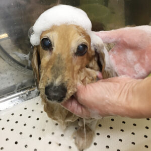 シャンプーダックス