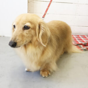 仕上がりダックス