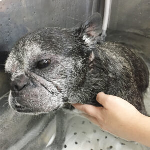 お風呂フレブル