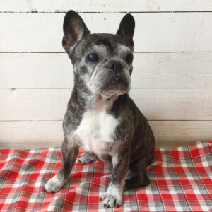 仕上がりフレブル