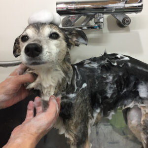 シャンプーミックス