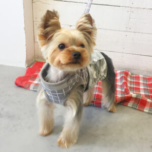 仕上がりヨーキー