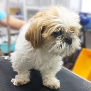 よろしくシーズー