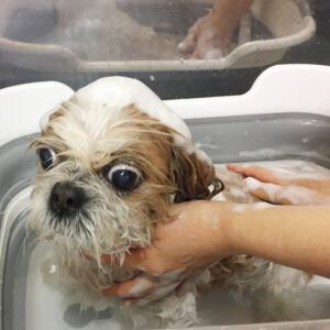 シャンプーシーズー