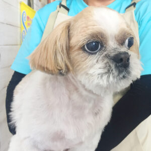 仕上がりシーズー