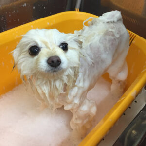 シャンプーポメ