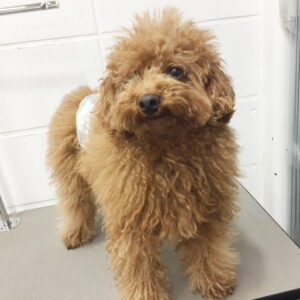 よろしくトイプー