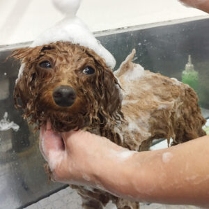 シャンプートイプー