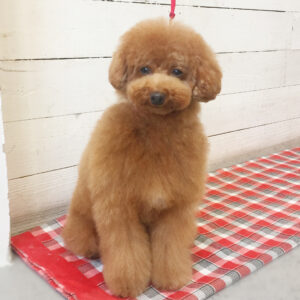 仕上がりトイプー