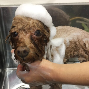 ホヌちゃんシャンプー中