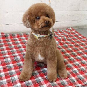 ホヌちゃん施術後