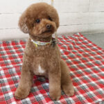 ホヌちゃんアイキャッチ