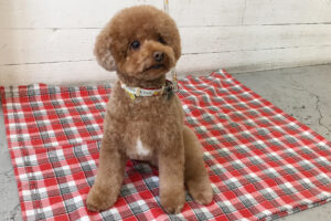 ホヌちゃんアイキャッチ