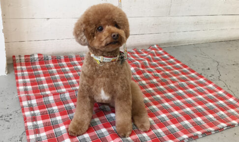 ホヌちゃんアイキャッチ