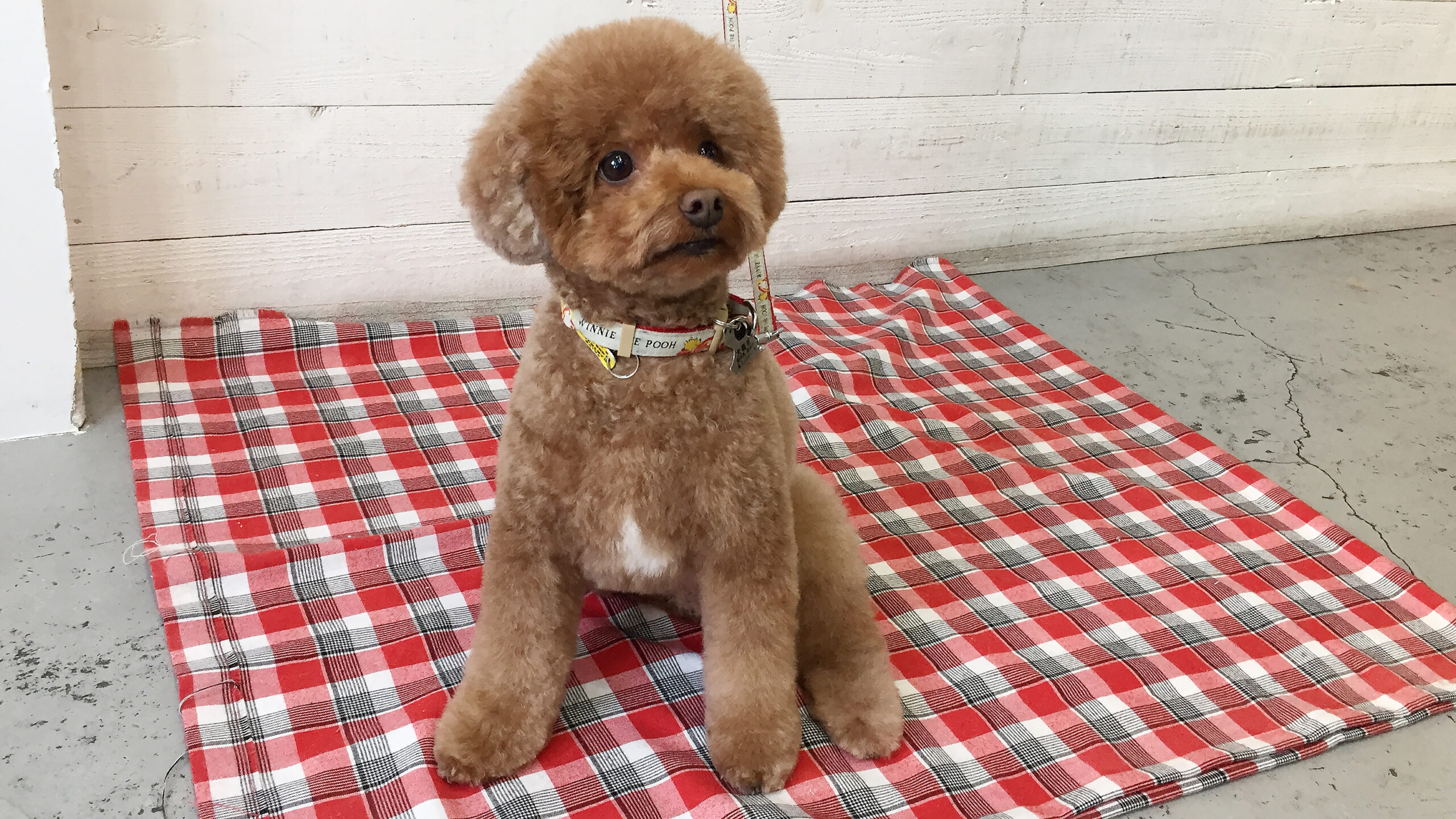 ホヌちゃんアイキャッチ